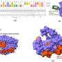 Researchers help identify new Ebola variant and potential treatment
