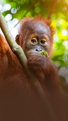 Can a photo save orangutans?