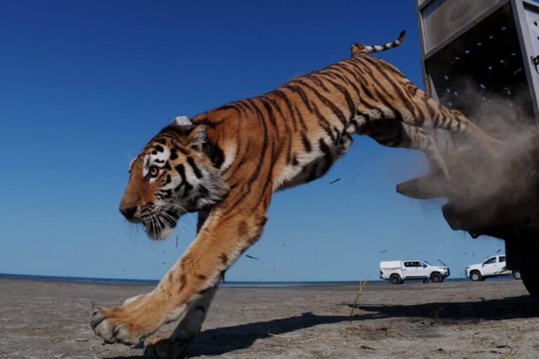 Kazakhstan releases first tiger into the wild in 70 years