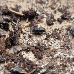 Population of major forest pest drops for second straight year