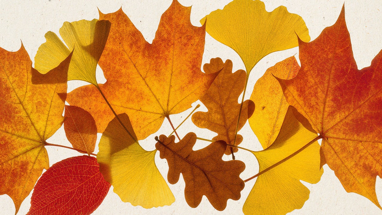 When do the fall leaves change color? This interactive map shows a full-bloom timeline for autumn foliage
