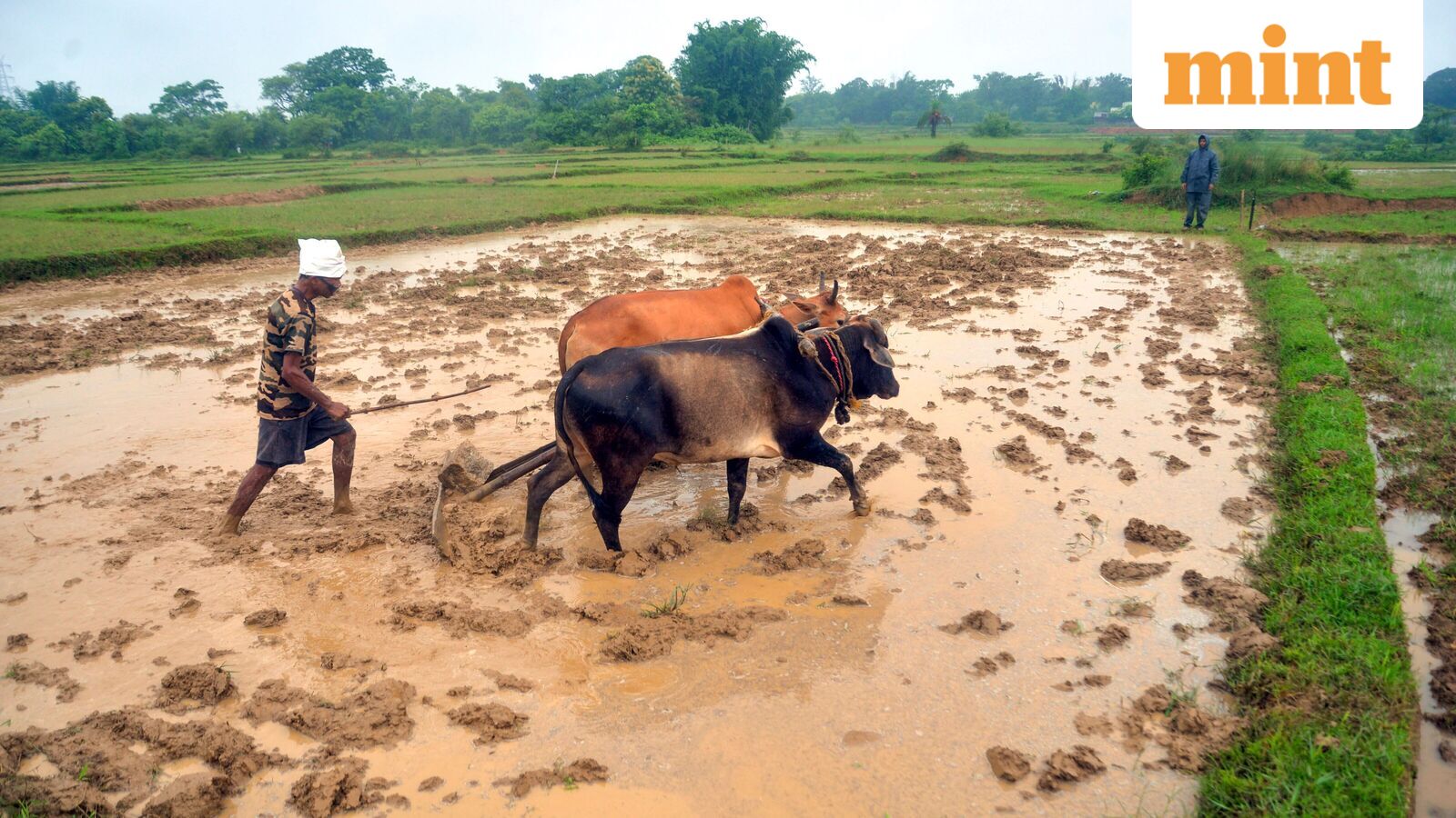 Below-normal September rains raise crop, inflation risks