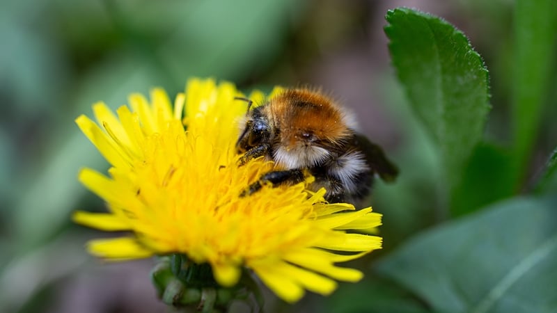 Beekeepers welcome 'transparency' around honey labelling