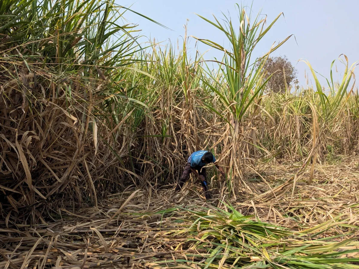 India considers curbing use of sugarcane for ethanol to tame record-high sugar market