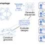 Sixteen AI-designed viruses offer a new route against drug-resistant bacteria