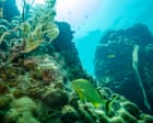 An ambitious new project in Florida is giving marine scientists hope: ‘I just see so much potential’