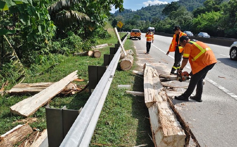 Pahang to engage arborists to assess hazardous trees