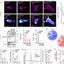 Immune cells may have a biological memory that makes weight loss harder after obesity