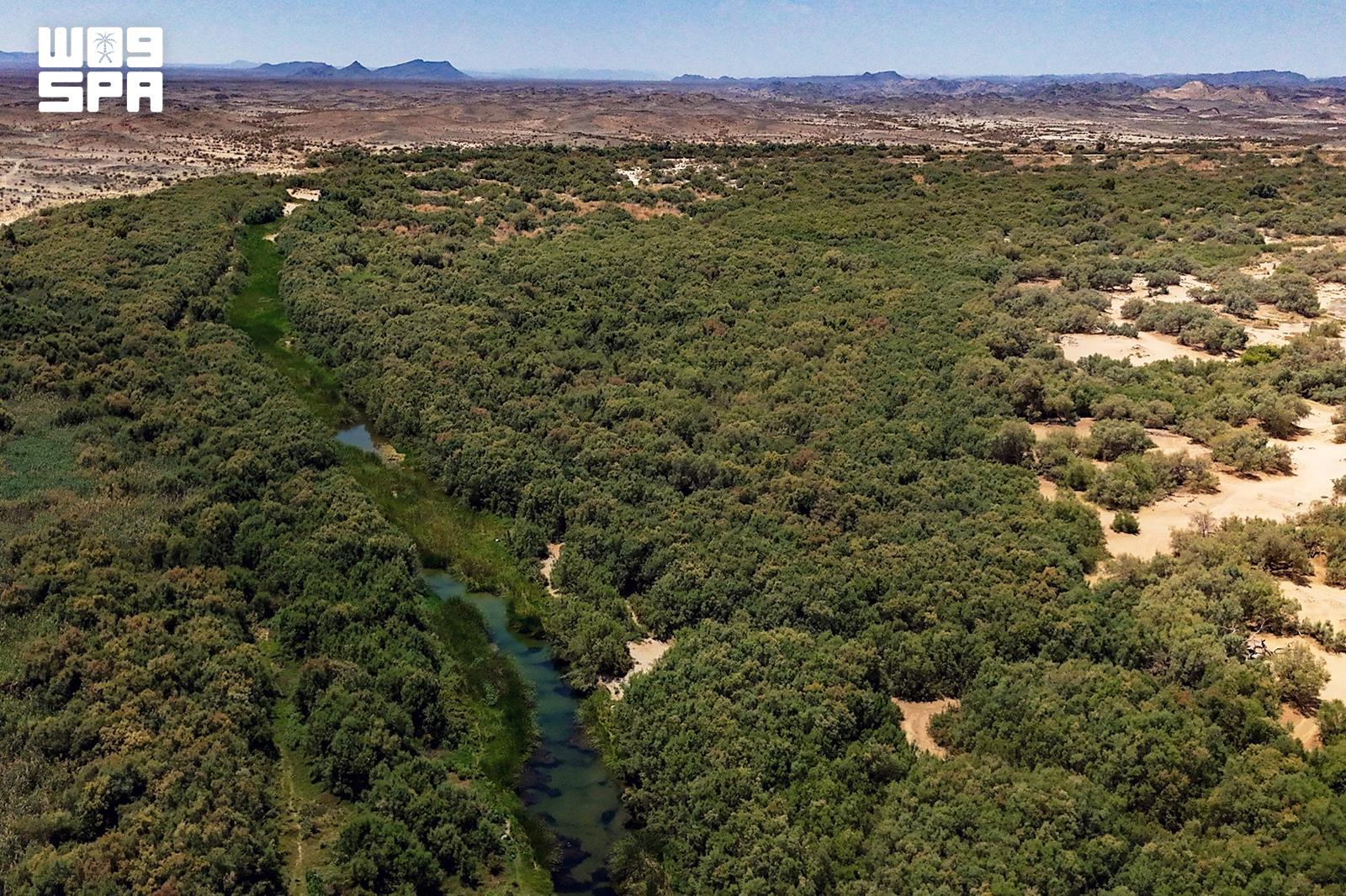 Turbah’s underground dam emerges as eco-tourism haven in southern Turbah