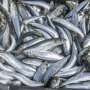 Deadly virus stalks South Africa's sardines