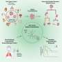 Tumor 'floor plans' may predict immunotherapy response better than current biomarkers