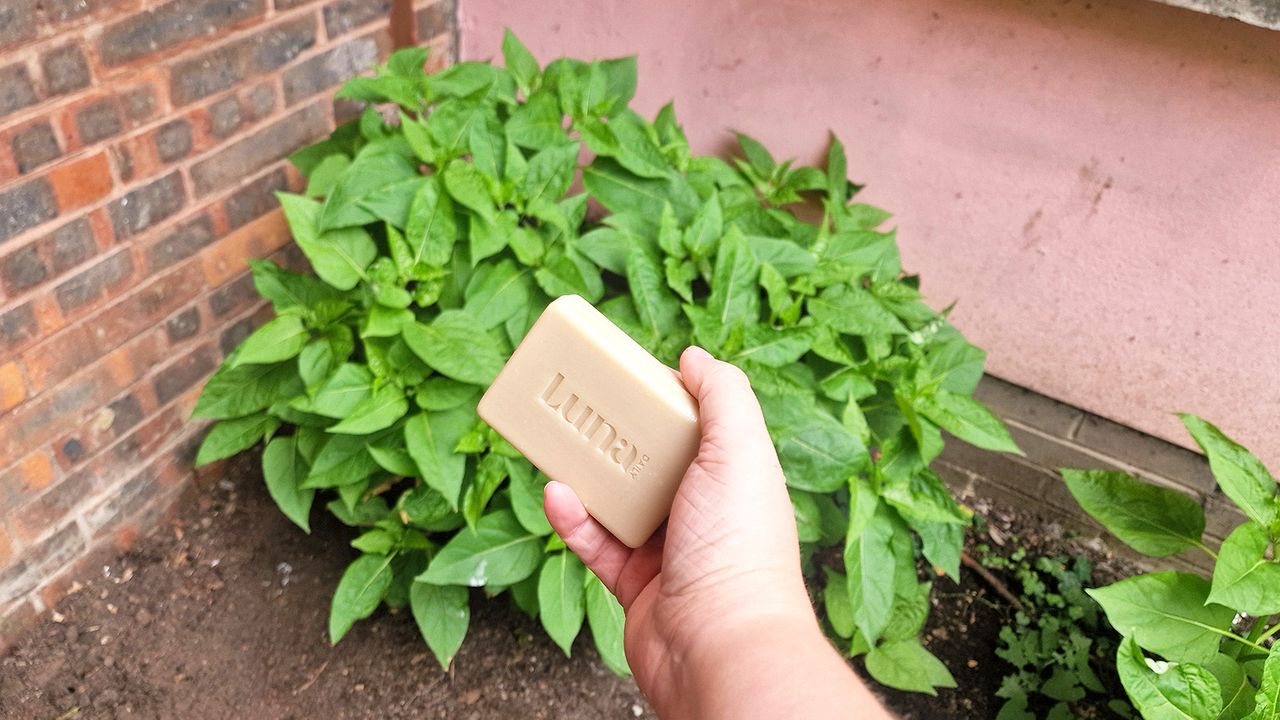 Here’s why gardeners are putting a bar of soap by tomato plants this summer (yes, really)