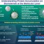 Why do some proteins accumulate even on protein-resistant surfaces?
