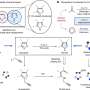 New method swaps single atom in a molecule to speed drug discovery