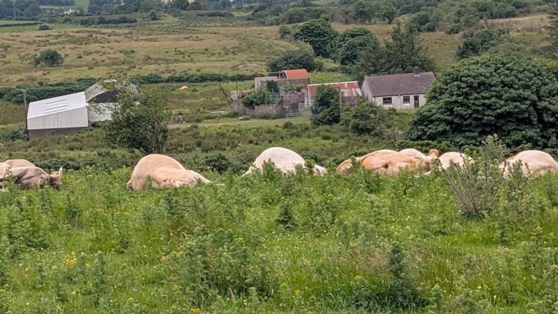 NI minister reveals death threat after culling of 51 cows
