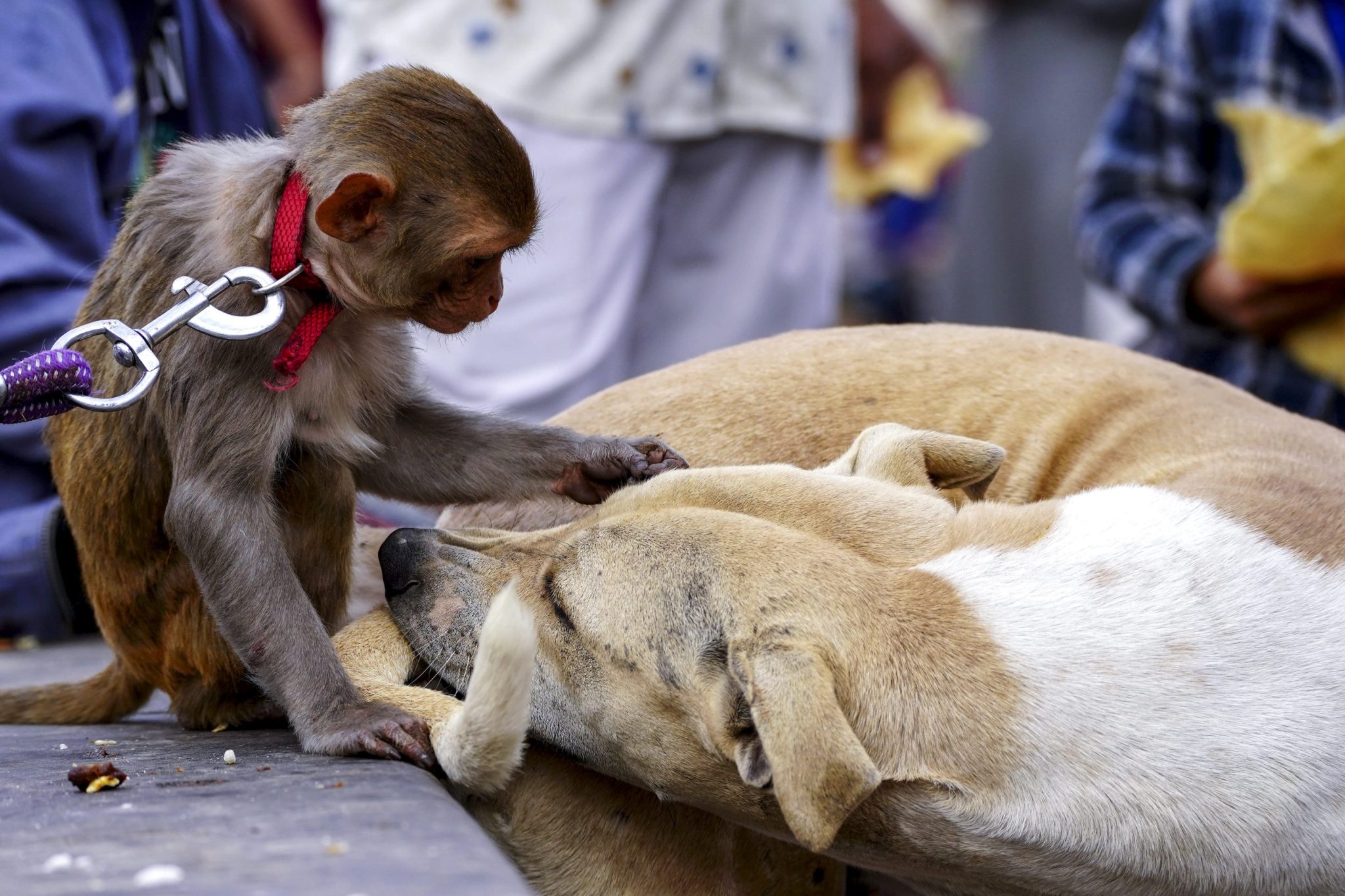 427 cases going back 50 years show monkeys keep pets, too — shedding a light on the origins of animal friendship
