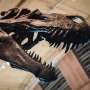 Q&A: What dinosaur teeth reveal about diet and evolution