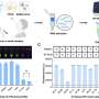 'One-pot' CRISPR platform delivers lab-like sensitivity in 30 minutes for at-home testing