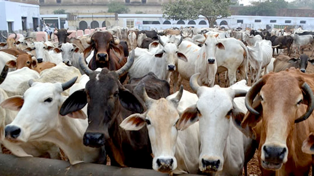 Cow Urine Turns Into A Business Opportunity In Uttar Pradesh, Costs ₹10 A Litre