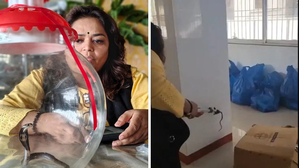 WATCH: King Cobra Found At Mumbai Congress Leader Sheetal Mhatre’s Office; Rescued & Safely Released In Mangrove Forest