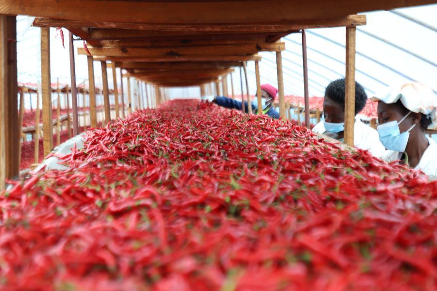 Kenyan, African exporters benefit from China’s zero-tariff policy