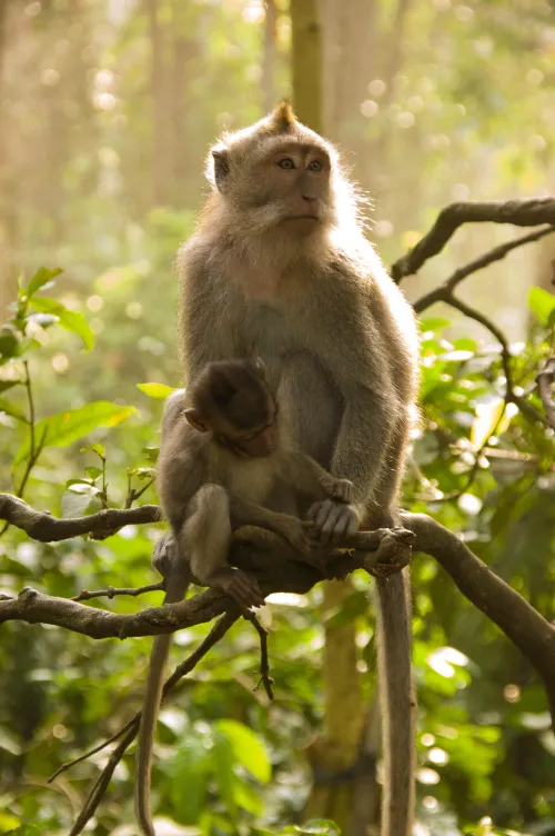 Indonesia captures rogue monkey after two-week attack rampage that injured 18