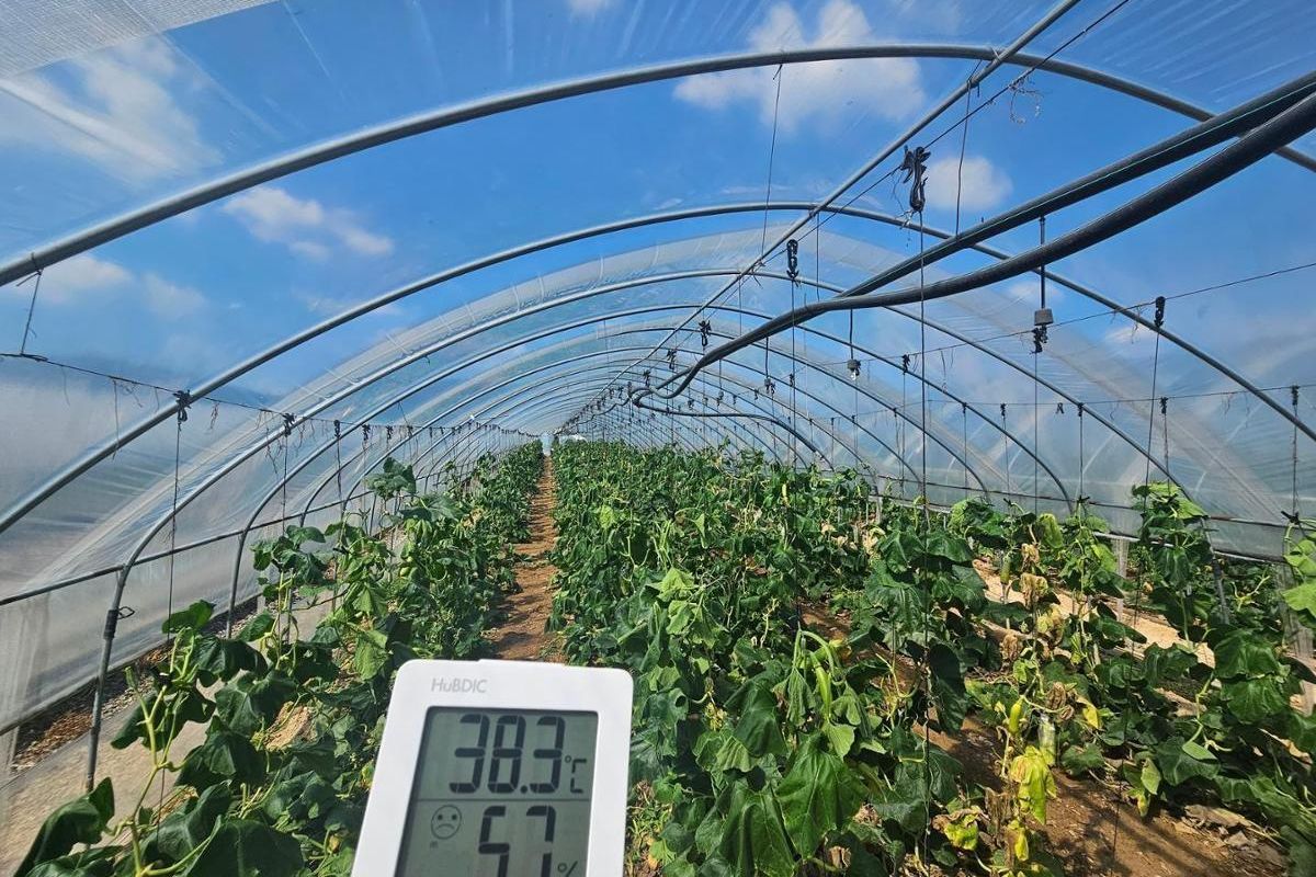 Migrant workers in rural Korean greenhouses continue working in 39-degree heat as worksite guidelines go ignored