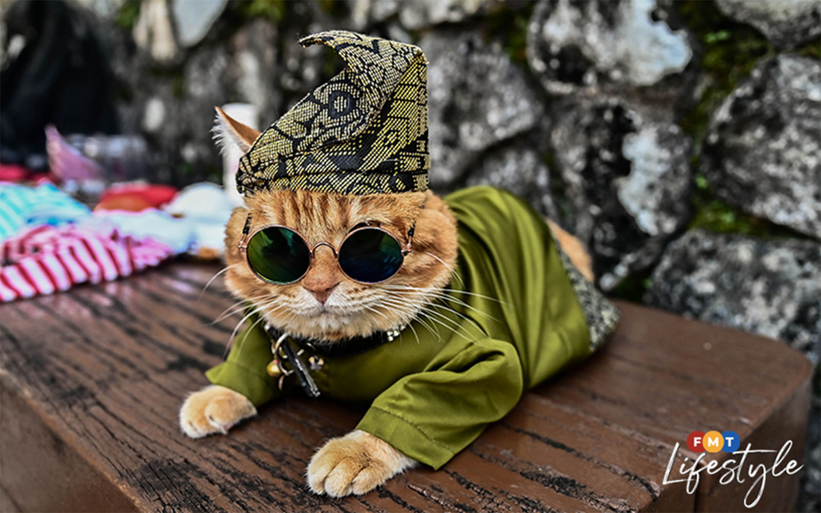 Orange, adorable and unforgettable: meet 6 fabulous ginger cats