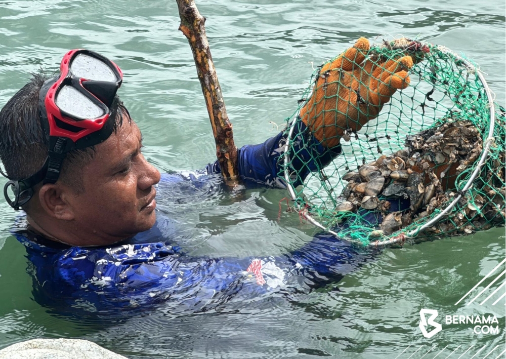 Pulau Tuba's ‘gayam’ snail: From local delicacy to tourism draw
