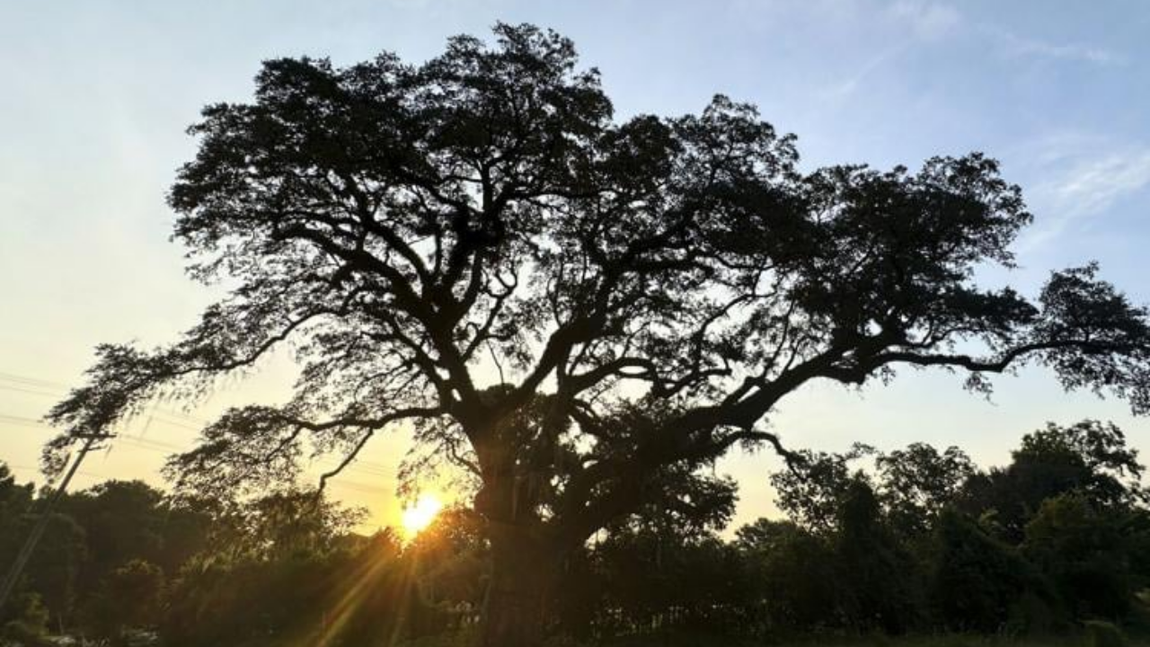 245-year-old live oak from Revolutionary War battle freed from chains