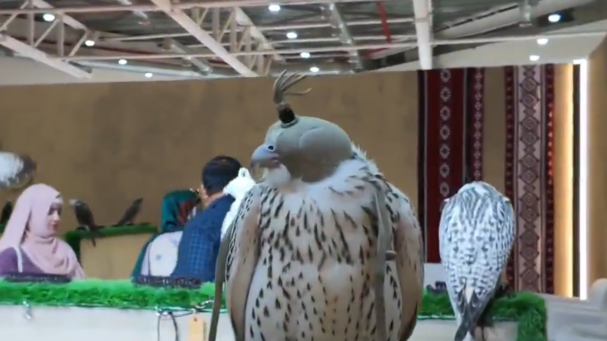 Falcon breeding auction sees steady growth, says farm owner