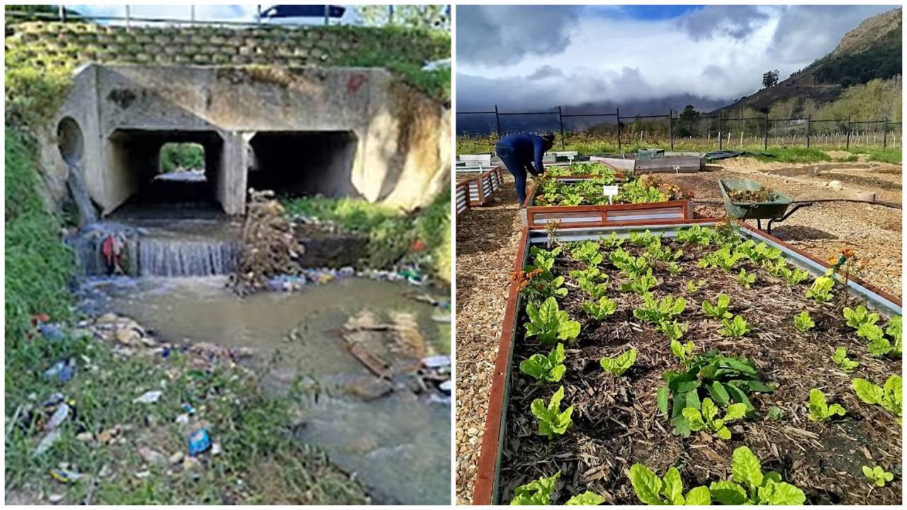 Cape Town project turns polluted river water into 36,000L of clean irrigation daily