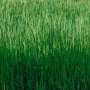 Higher cutting could reduce annual bluegrass contamination in tall fescue seed