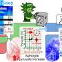 When more blood does not mean more neuronal energy during REM sleep