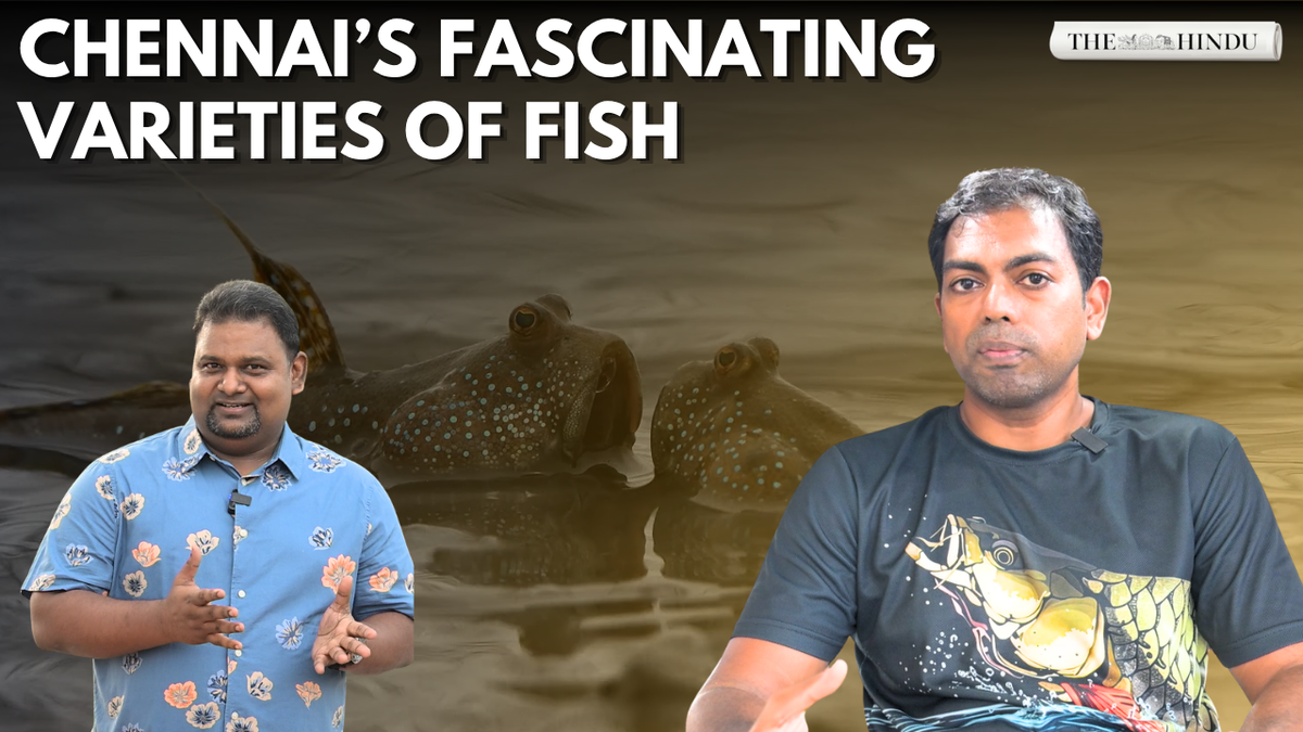 Beyond the coast, discovering Chennai’s fascinating world of fish