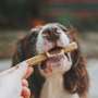 Veterinarians provide tips in case a pet dog or cat is choking