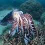 Australia is home to the only mass cuttlefish gathering in the world. This year these giants didn't return