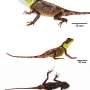 New species of mountain horned dragon identified in Thailand's high-altitude forests