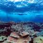 Monsoon cooling helps Great Barrier Reef coral cover hold steady after bleaching