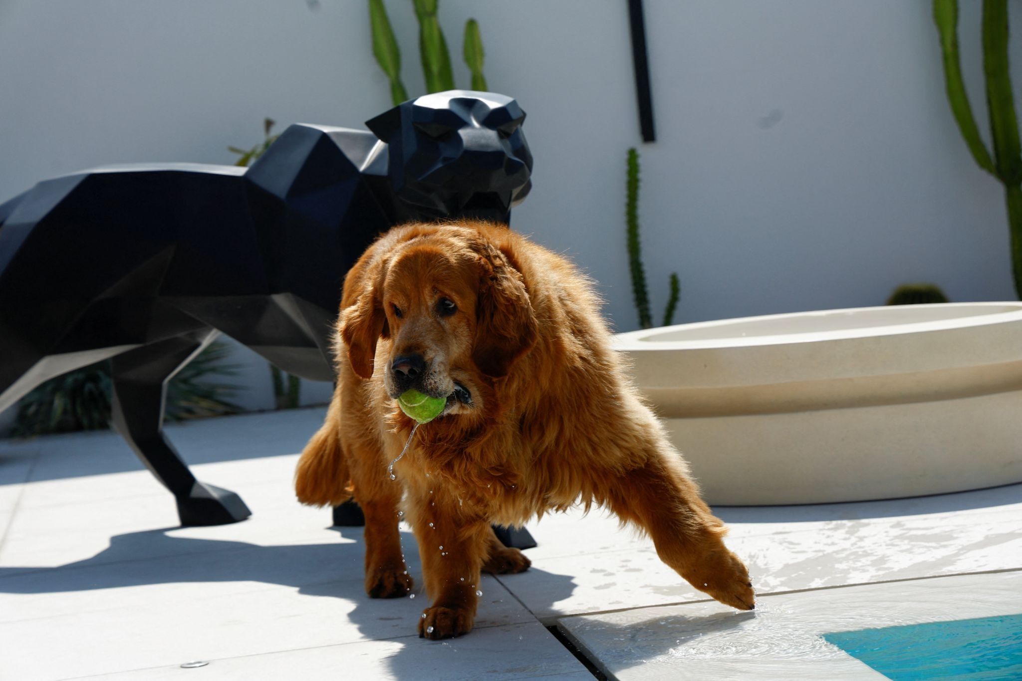 UAE establishes mandatory pet register as ownership soars