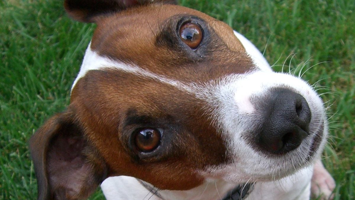 If Your Dog Is Blinking at You, It May Be Trying to Tell You Something, Science Suggests