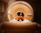 Dogs can distinguish between fearful and angry or sad human faces, brain scans suggest