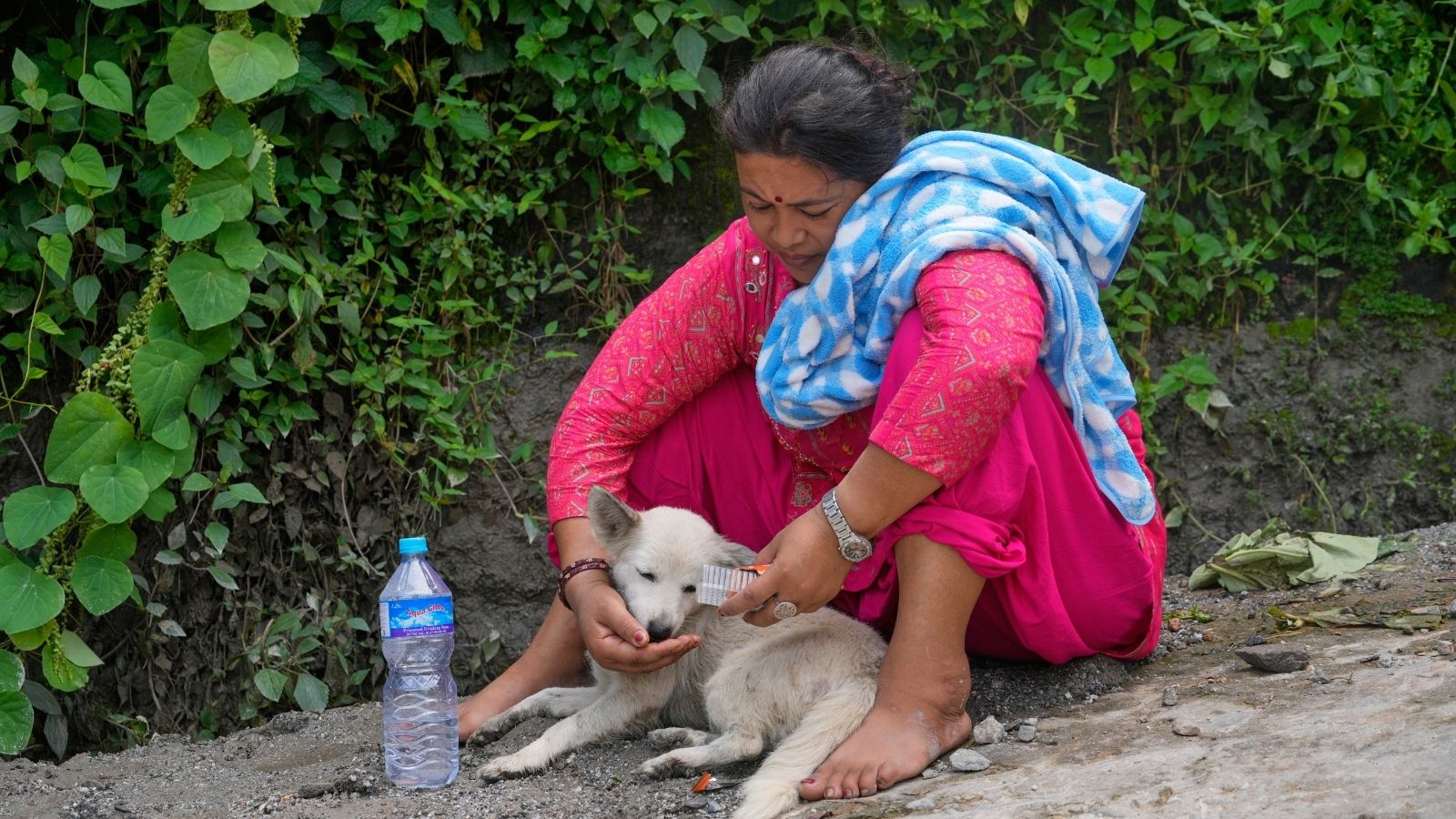 Nepal floods miracle: Missing dog returns, farmer cleans mud-caked corn crop