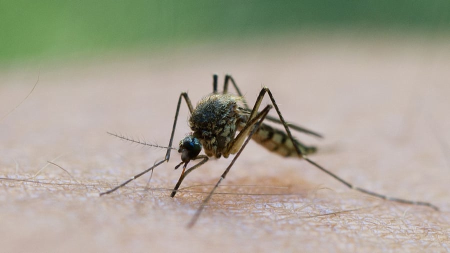 Prevent infection: West Nile fever: Consistent mosquito protection is important