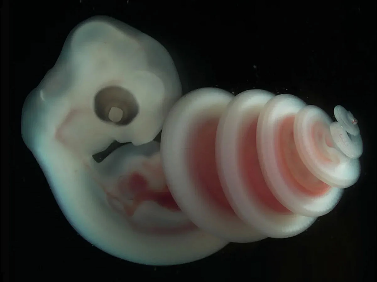 Why do baby snakes all coil the same way inside their eggs? Scientists finally have an answer