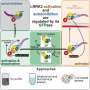 Molecular structures provide roadmap for targeted Parkinson's disease therapeutics