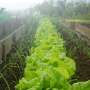 Cyclospora spreads through human waste, so how did it get on food?