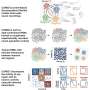 AI framework decodes how brain regions talk to one another