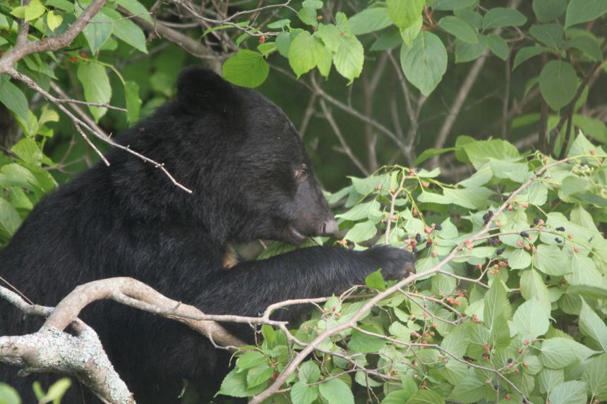 Japan is using AI, drones and wolf robots to keep bears at bay