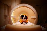 How a Cat Person Helped Reveal Dogs' Ability to Distinguish Human Emotions